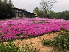 -大塘金香草谷