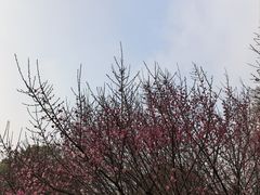 -习家池