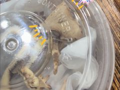 -酷以爬仙阁实体爬宠店·守宫·蜥蜴·专业繁育