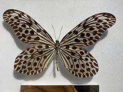 -上海昆虫博物馆