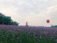-大塘金香草谷