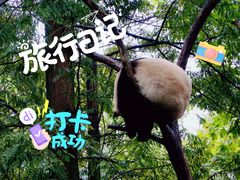 -都江堰中华大熊猫苑