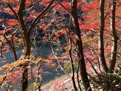 -四明山国家森林公园