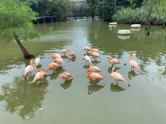 -南沙水鸟世界生态园