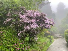 -庐山风景区花径公园