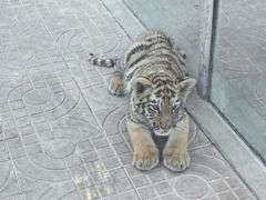 -西霞口神雕山野生动物世界