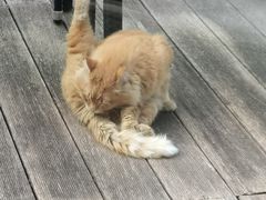 -上海虹桥宾馆味翠餐厅