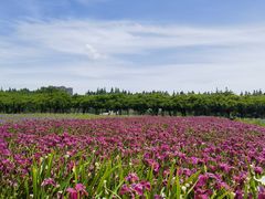 -上海长兴岛郊野公园