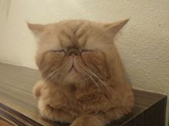 -more than meow吴止猫主题餐厅(承德 中船汇店)