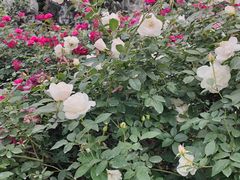 -人民公园(罗湖区)