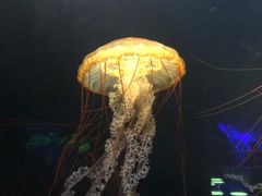-欢乐海岸海洋奇梦馆