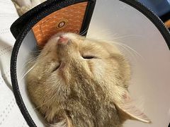 -芭比堂动物医院广州顽皮分院