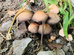 -北京鹫峰国家森林公园