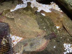 -郑庄脂渣海鲜楼(九水路店)