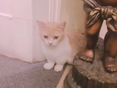-猫色咖啡·猫咖