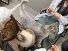 -Heymao猫咖.咖啡厅(东门店)
