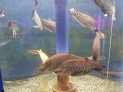 -沙沙哗啦海洋馆(华宇百花谷店)
