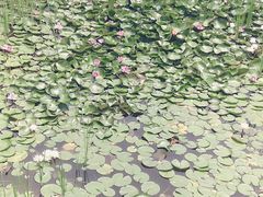 -武清南湖绿博园