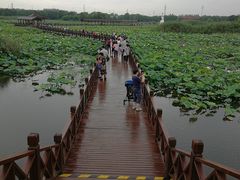 -荷塘月色湿地公园·向阳花洲
