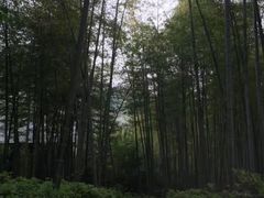 -镇江市南山风景名胜区竹林景区