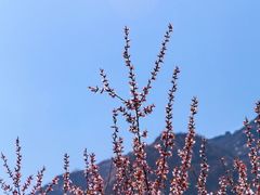 -北京凤凰岭