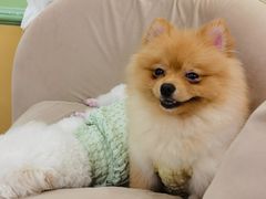 -怪兽屋·羊驼·猫咖·狗咖(俊华广场店)