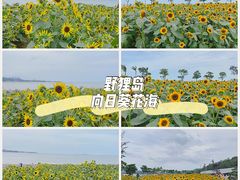 -野狸岛