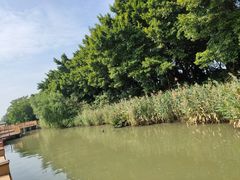 -大湾区中央湿地公园