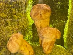 -芸山季·云南野生菌火锅(宝能环球汇店)