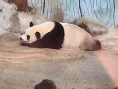 -海南热带野生动植物园