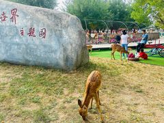 -北京鹿世界主题园