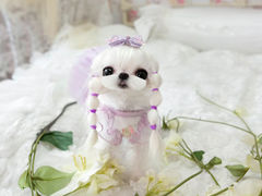 -萌宠之家·腊肠犬·马尔泰·小体犬舍