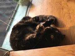 -猫小院猫主题咖啡厅(北锣店)