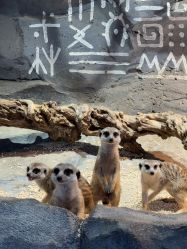 -Zoolung Zoolung动物主题公园(海信广场店)