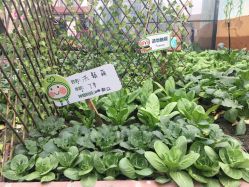 -梦田都市农场(银泰城店)