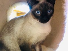 -藏猫猫咖啡主题馆(中央大道店)