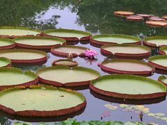 -国家植物园南园