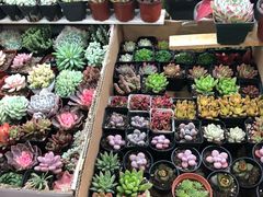 -本溪路花鸟市场(江浦路1709弄小区店)