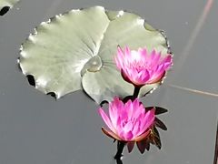 -红山村