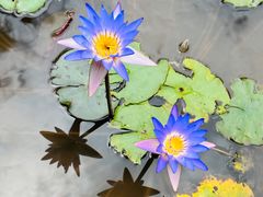 -中国科学院西双版纳热带植物园