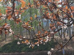 -元大都城垣遗址公园