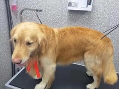 -宠物家(角门东店)