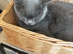 -猫友咖啡店(玉林西路店)