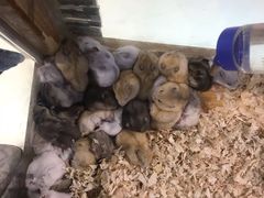 -龟与熊猫宠物公园(南坪店)