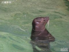 海豹2-绿色时代大酒店