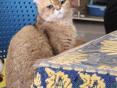 -平行世界·猫咖(首经贸店)