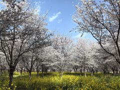 -古柏渡飞黄旅游区