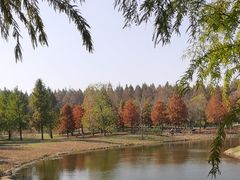 -黄海国家森林公园