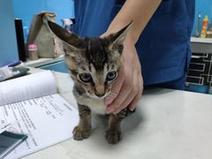 -瑞派宠物医院(搏威敦和院)