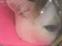 -爱侣宠医·鹦鹉专科·小型哺乳类·异宠专科(灵石路店)